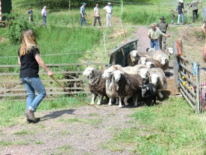 Bild: Einzug einer Schafherde