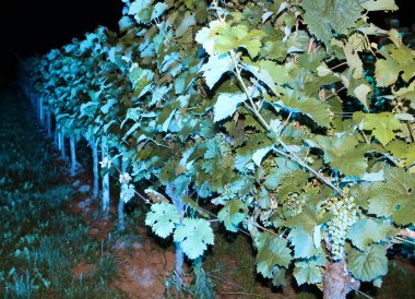 Bild: Weinbergsleuchten in den Abendstunden.