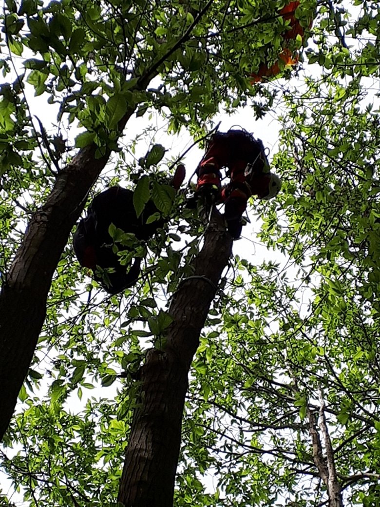 Bild: Gleitschirmflieger und Retter im Baum.